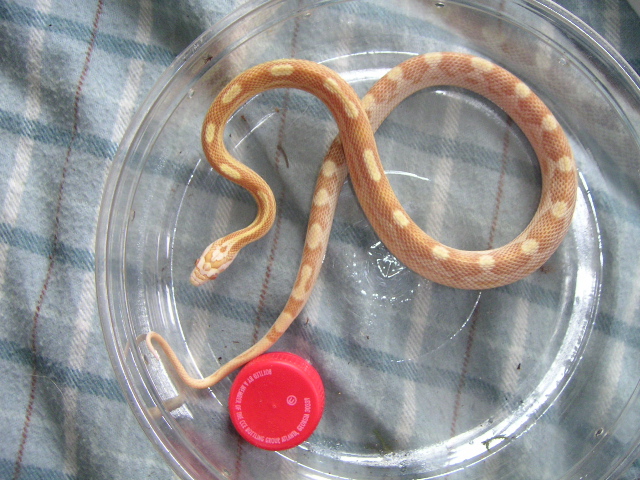 Butter motley het. for amel