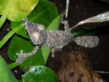 Uroplatus fimbriatus