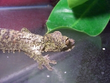 Uroplatus fimbriatus