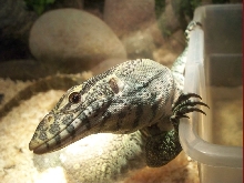 Nile monitor