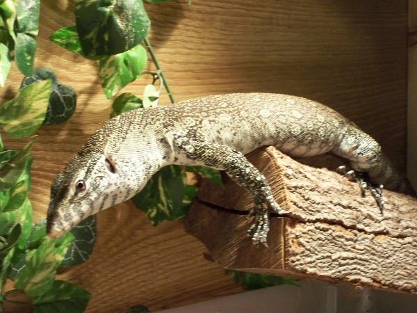 My nile