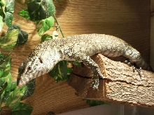 My nile