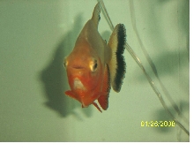 The pacu