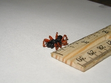 Poisonous?
