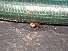 Black Widow?