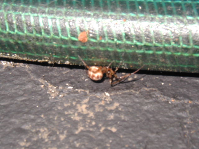 Black Widow?