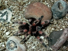 Baby Red Knee