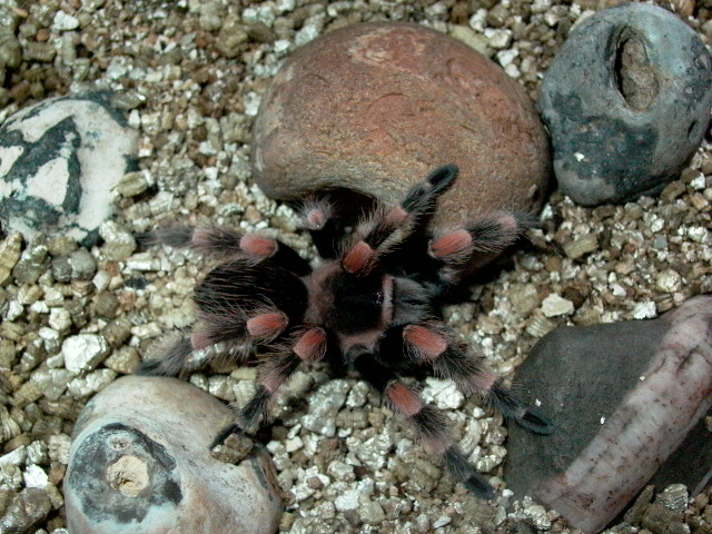 Baby Red Knee