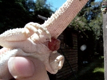 Beardie ailment