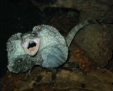 Female Frilling for first time