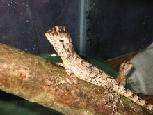 New Hatchling Frilleds
