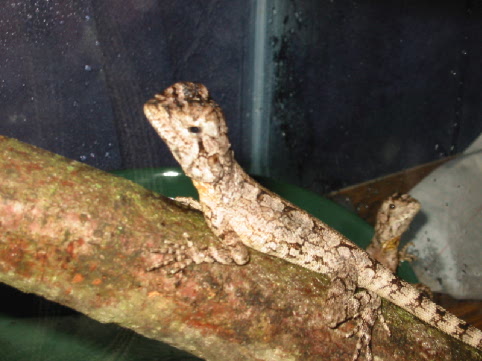 New Hatchling Frilleds