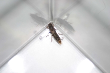Strange insect!!