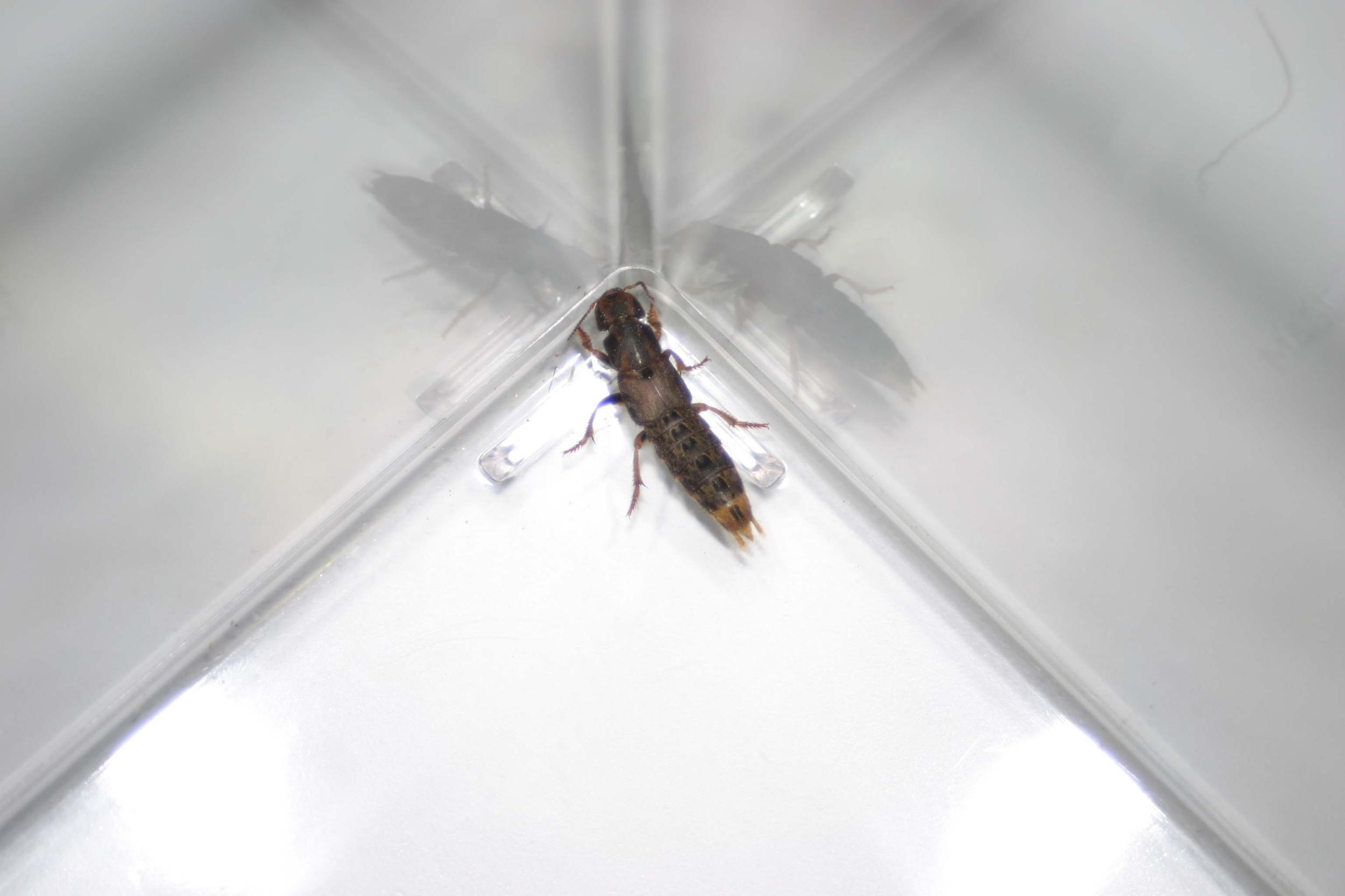 Strange insect!!