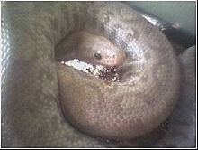 Try to ID this snake have more pics