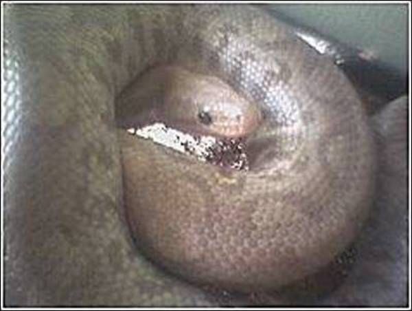 Try to ID this snake have more pics