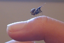 Flower Nymph