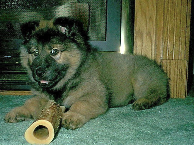 Sheba