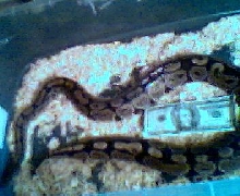 Het for Piebald Male Ball Python 2