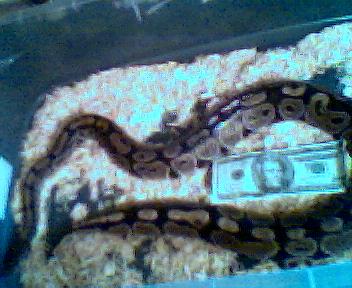 Het for Piebald Male Ball Python 2