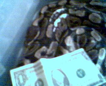 Het for Piebald Male Ball Python