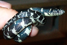 Baby Eastern King, MD locale