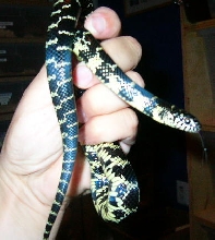Male Pinellas King, 1st photo