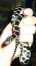 Male Pinellas King, 2nd photo
