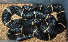 wild caught SC Eastern King female