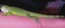 new Iguana