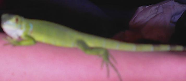 new Iguana