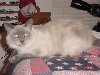 Dixie 2