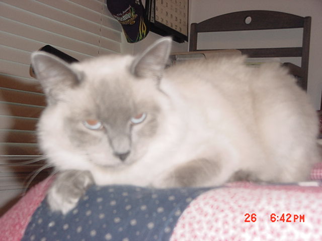Dixie