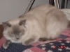 Dixie 3