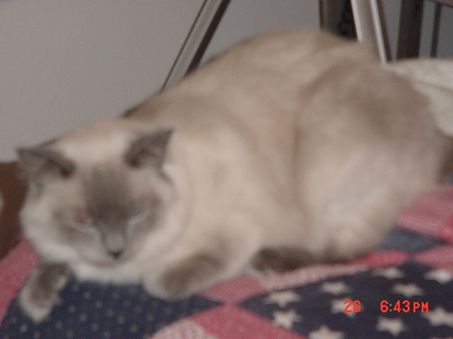 Dixie 3