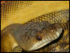 mollucan