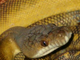 mollucan
