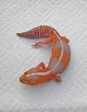 female amel