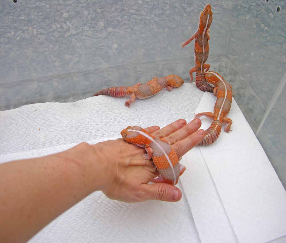 4 females