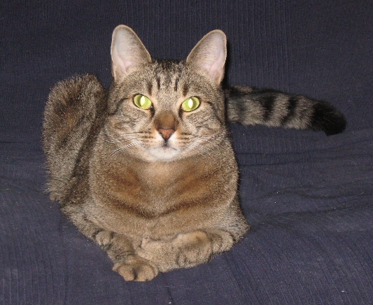 Purrrrrrrrrrrrrrrrrrrrrrrrr fur Zade