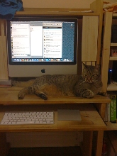 time furr cat chat central