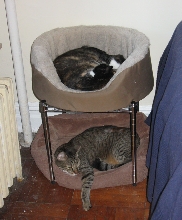 bunk beds