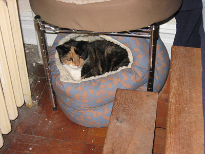 here i iz in da new bed
