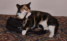 hoomin traning ....