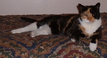 a diffified pitchur