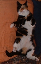 Cathy enjoying some catnip