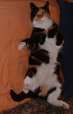 Cathy enjoying some catnip