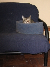 annuver choice fur me