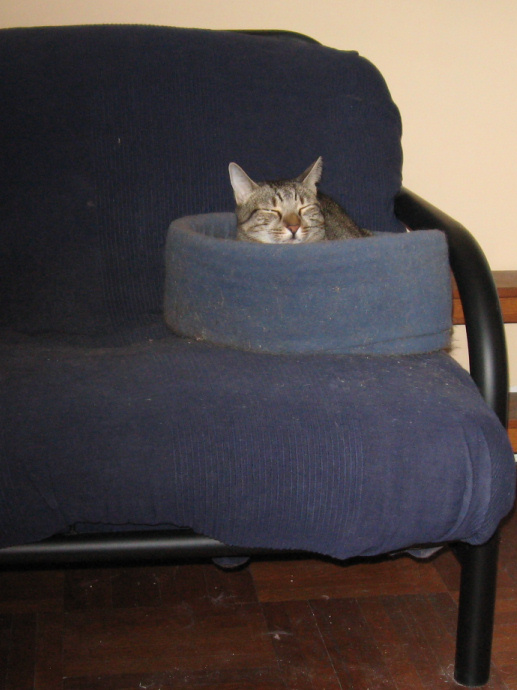 annuver choice fur me