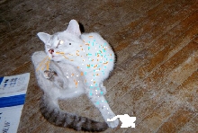 fanci afpurr Topaz finish wid her